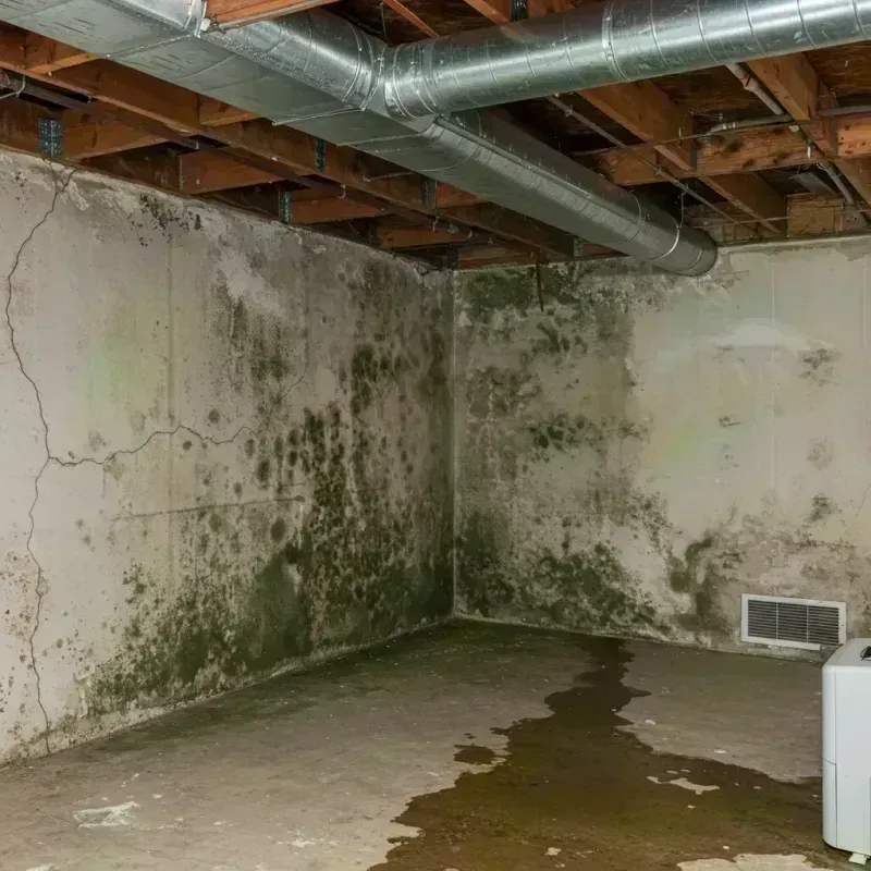 Professional Mold Removal in Solomons, MD